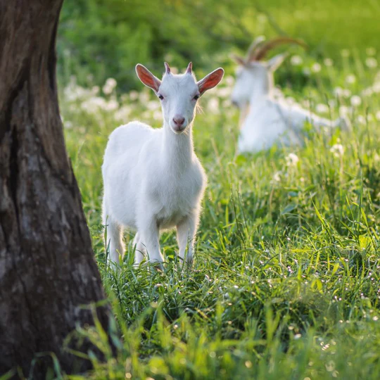 Kendamil Goat: 羊奶粉的 G.O.A.T